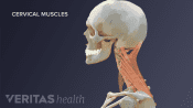 Medical illustration of the muscles in the cervical spine