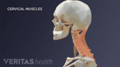 Illustration of anatomy of cervical spine muscles