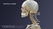 Profile view of cervical spine labeling C1-C7.