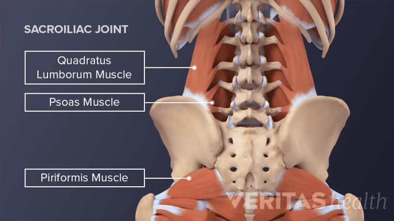 Posterior view of the trunk highlighting the quadratus lumborum muscle, psoas muscle, and pirifomis muscle.