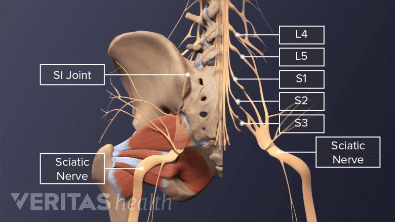 Posterior view of the pelvis highlighting the SI joint, lumbar spinal nerves L4-S3, and the sciatic nerve.