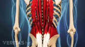 Muscles in the lower back
