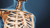 Anterior view of the rib cage, thoracic and cervical spine.