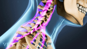 Profile view of cervical tendons in the cervical spine.