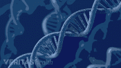Double helix of the human DNA.