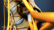 Profile view of cervical discs with healthy discs and nerves.