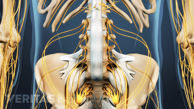 An illustration showing an adult pelvis with ligament attachments.