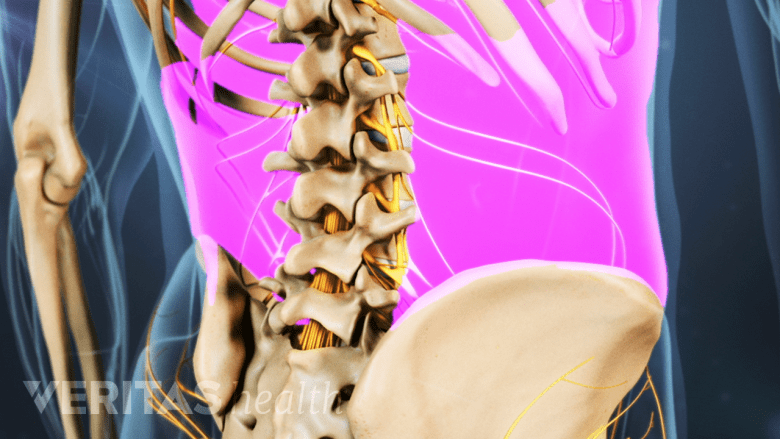 Posterior view of the lower back highlighting the back muscles.