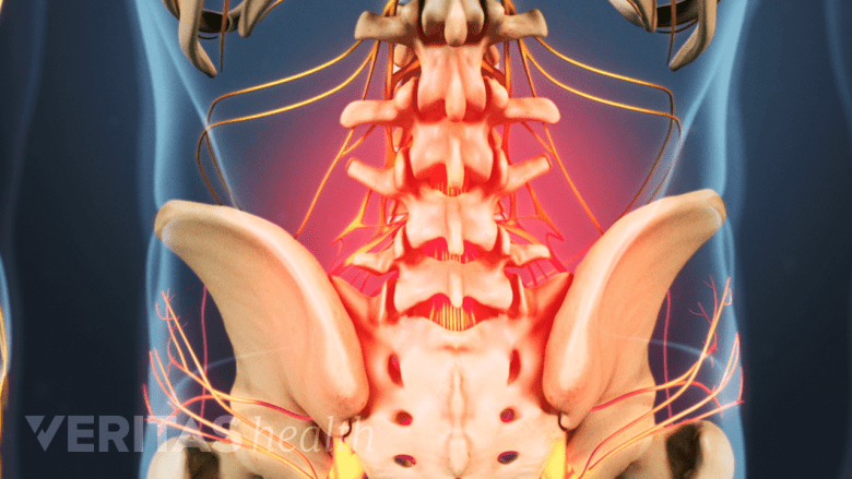 3D rendering of the lower back from behind.
