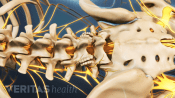 Vista posterior de la columna lumbar y la pelvis.