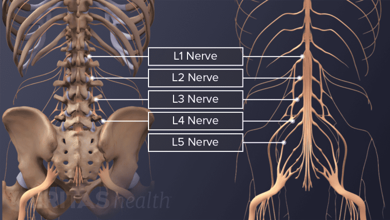 Side by side illustrations of the lower back from the back view showing both the skeletal and nervous system of a human.