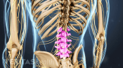 Posterior view of the back highlighting the lumbar spine