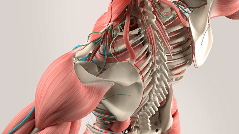 Illustration showing posterior view of a adult upper body muscles and ligaments.