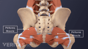 An adult pelvis showing tendons of muscles.