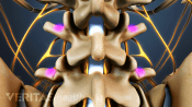 Posterior view of the lumbar spine highlighting blood vessels