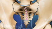 Closeup view of the sacrum