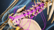 Medical illustration showing the cauda equina nerve roots in the lumbar spine