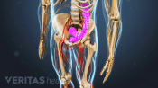 Anterior view of the middle of the body showing myelopathy.