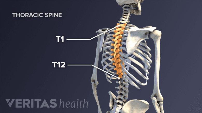 Illustration showing posterior view of spine with thoracic spine highlighted in yellow.