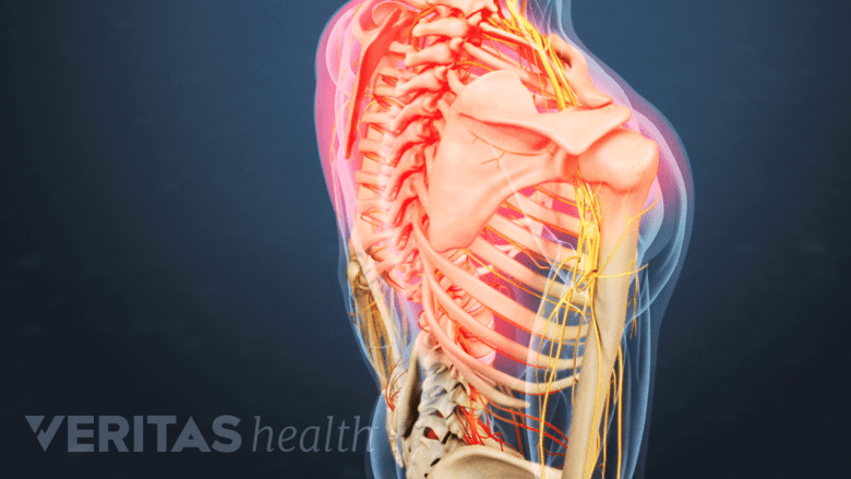 Illustration showing Lateral view of adult upper body highlifgted in red.
