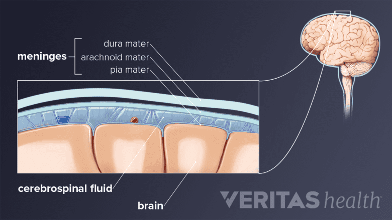 Illustration of the spinal meninges