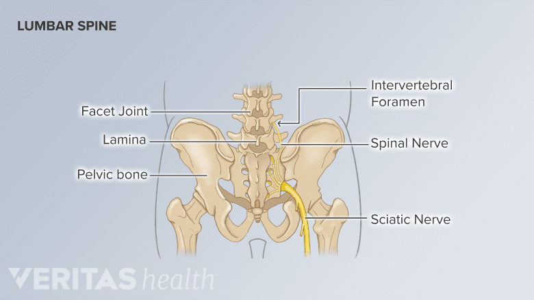 Illustration of lumbar spine and pelvis.